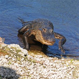 Alligator Everglades National Park Florida