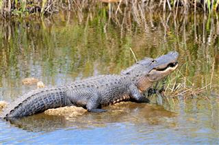 Alligator Mississippiensis Everglades