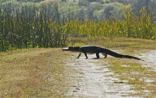 Alligator Crossing Path In Orlando Wetlands
