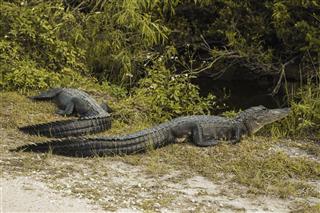 Everglades Swamp Alligators By Water Channel
