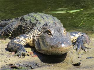 Alligator Sunbathing On Sandbar