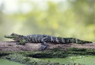 Young Alligator Basking On Log