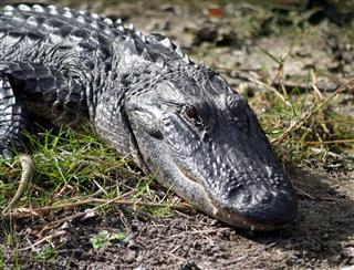 Alligator In The Florida Everglades