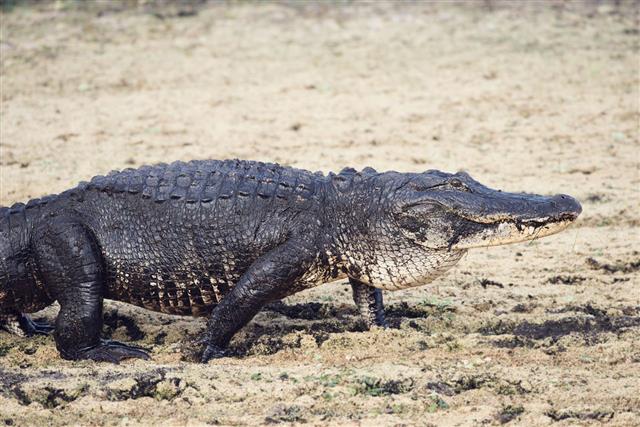 Large Alligator Walking