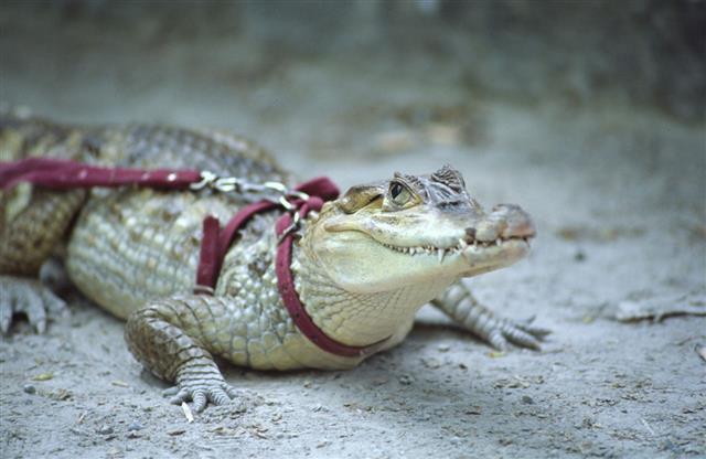 Pet Alligator