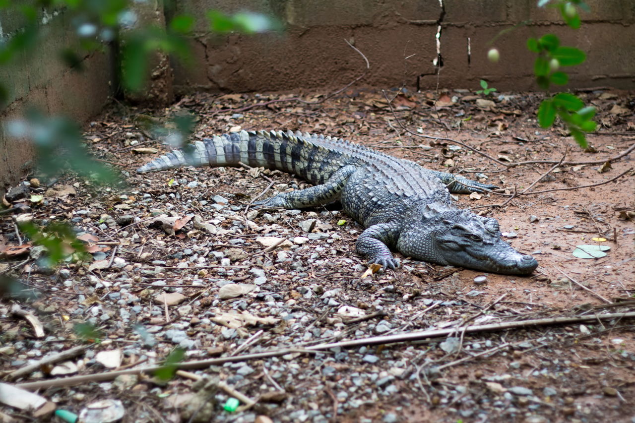 Alligator in malay