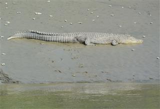 Saltwater Crocodile Crocodylus Porosus