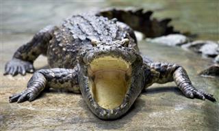 Crocodile Open Its Mouth