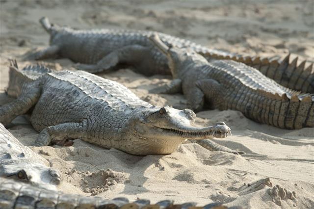 Gharial Crocodile In Sand