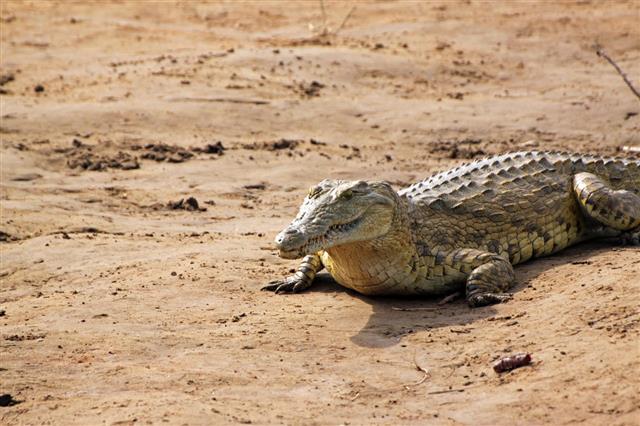 Crocodile Savanna Tsavo East Park