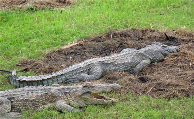 Houphouet Boignys Crocodiles In Yamoussoukro