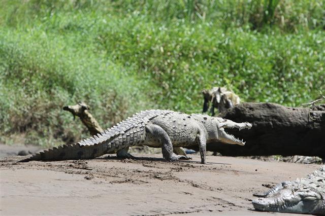 Crocodile Walking Along The Tarcoles River
