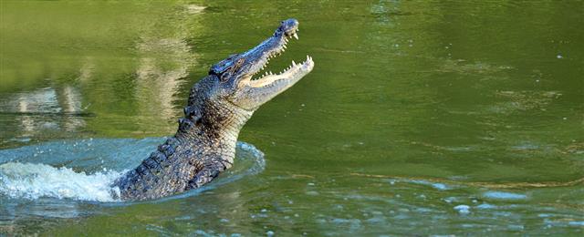 Saltwater Crocodile Leap Out Of Water