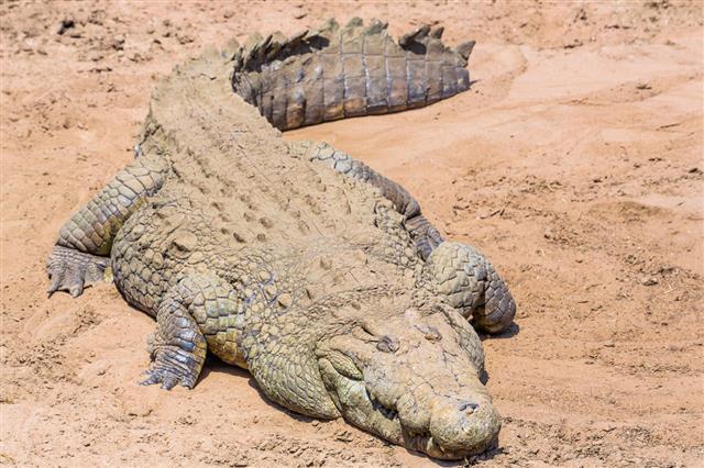 Crocodile In Mara River