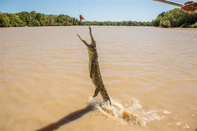Saltwater Crocodile Jumping To Grab Meat