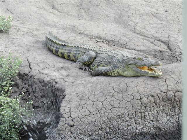 African Crocodile