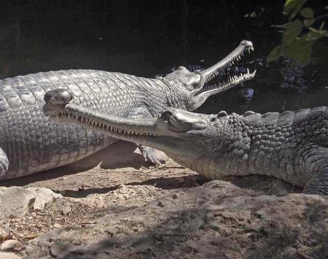 Slender Snouted Crocodiles