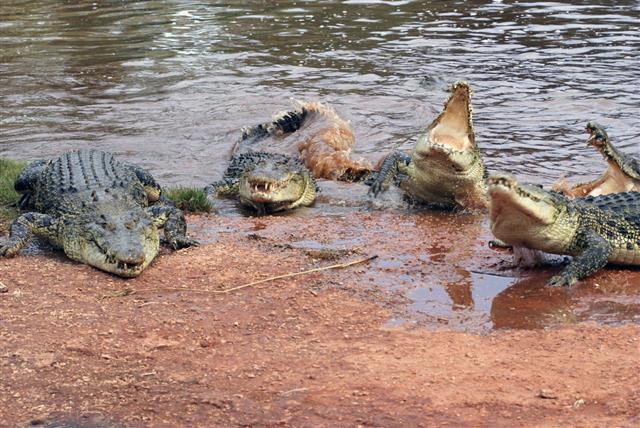Australian Saltwater Crocodiles