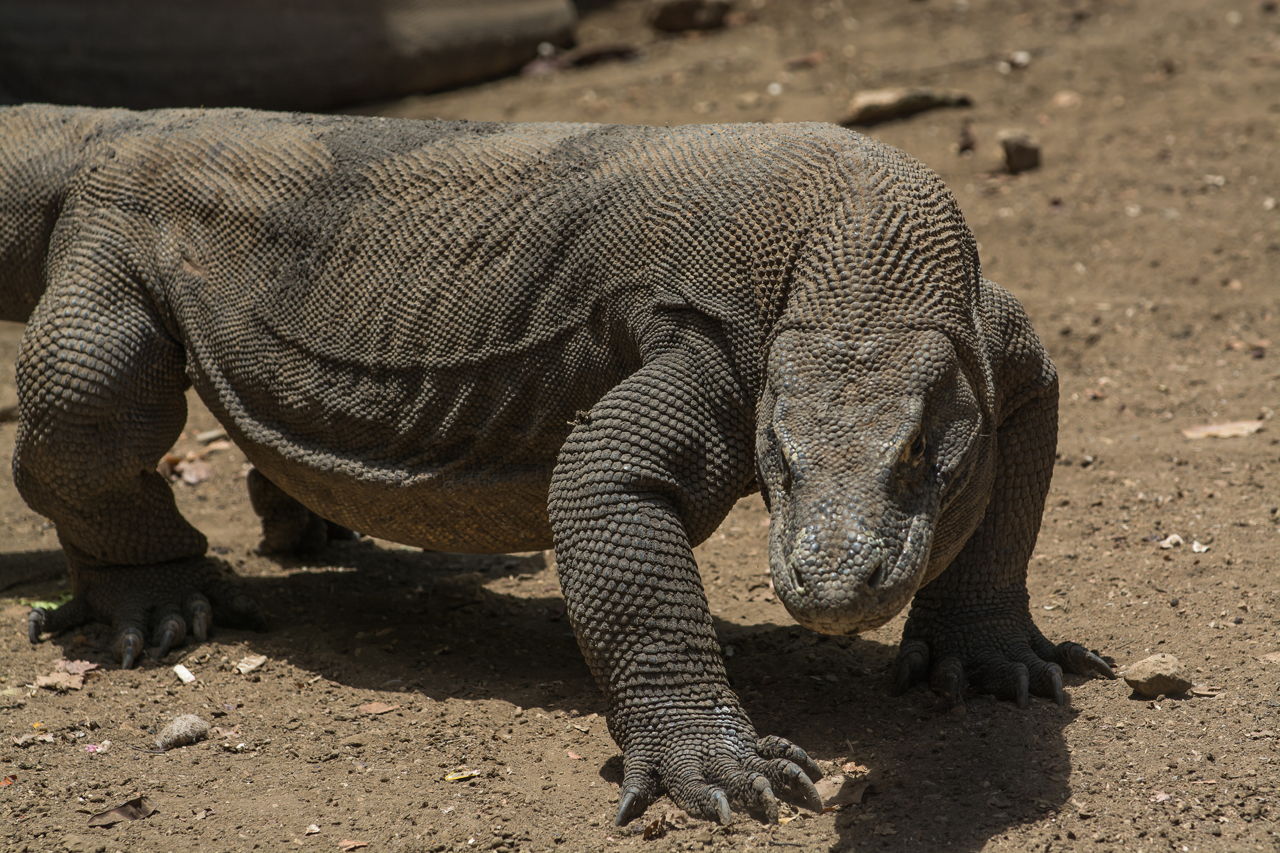 Facts About the Komodo Dragon That Kids Would Enjoy Reading1280 x 853