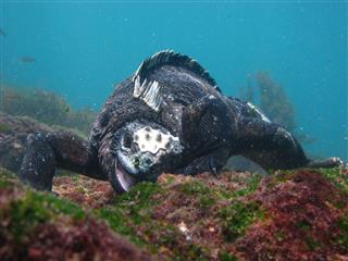 Marine Iguana Underwater
