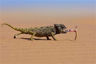Desert Chameleon Catching A Worm