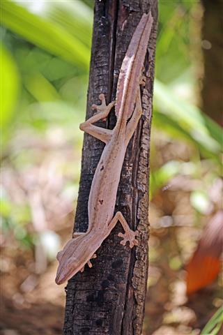 Lined Leaf Tailed Gecko