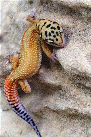Gecko Eublepharis Macularius