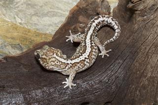 Ocelot Gecko