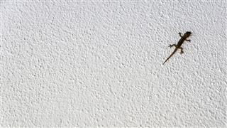 Small Gecko Climbing On Wall