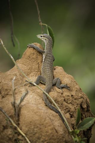 Sri Lankan Monitor Lizard