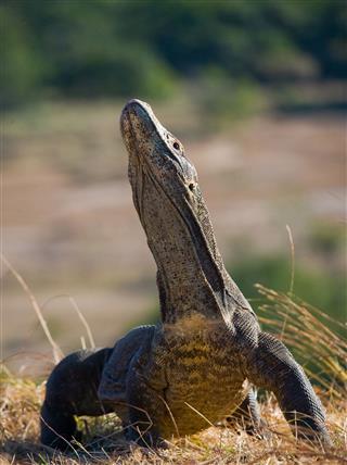 Facts About the Komodo Dragon That Kids Would Enjoy Reading