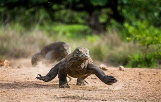 Komodo Dragon Runs Along The Ground
