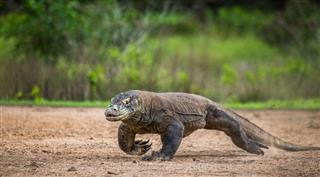 Komodo Dragon Runs Along The Ground