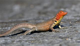 Female Lava Lizard