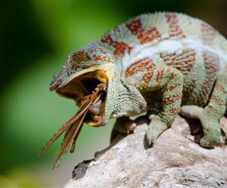 Chameleon Eating Insect