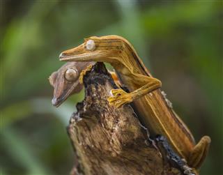 Leaf Tailed Gecko Sitting On Branch