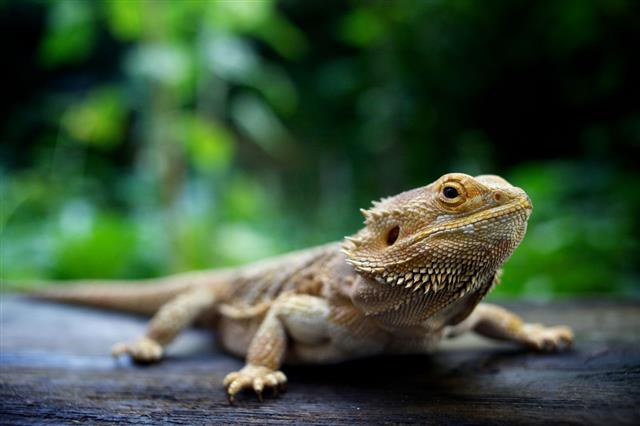Pogona Lizard Sitting On Wooden Surface