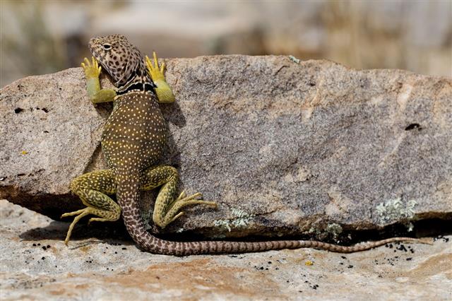 A List of Different Types of Lizards With Facts and Pictures - Animal Sake