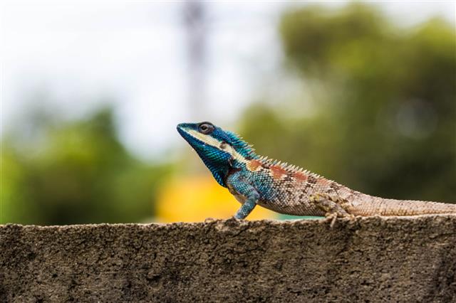 Cute Blue iguana