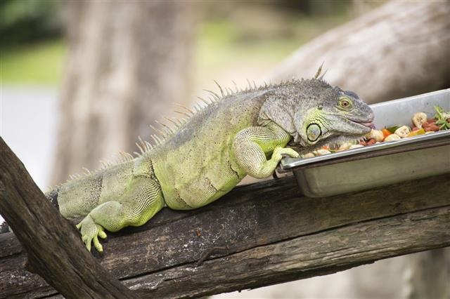 Green Iguana Eating Vegetable