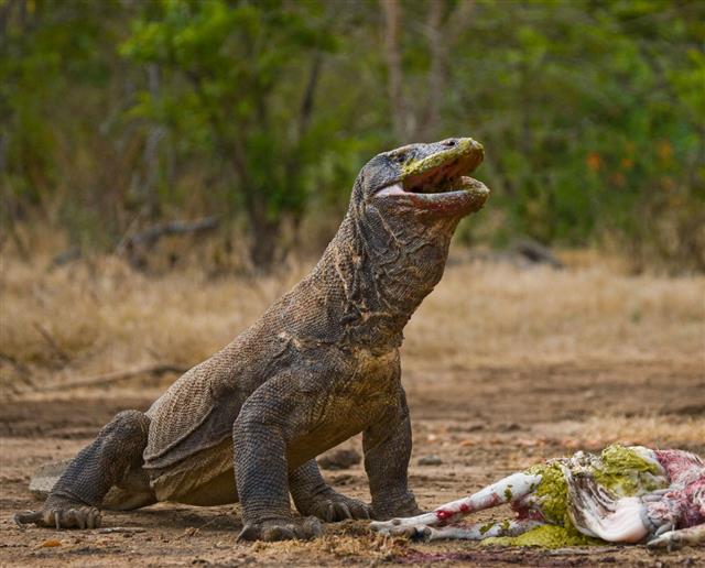 Komodo Dragons Eat Their Prey