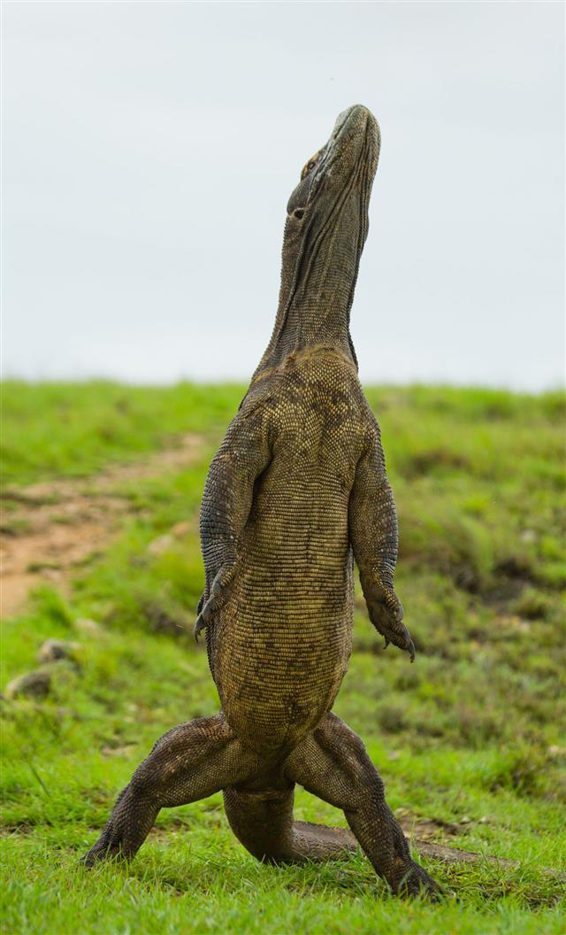 Komodo Dragon Is Standing Upright