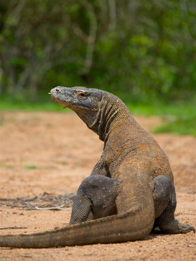 Komodo Dragon On The Ground