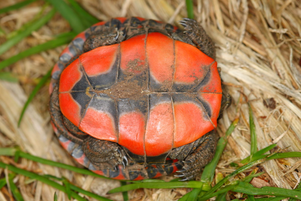 Interesting Facts About the Beautifully Colored Painted Turtles