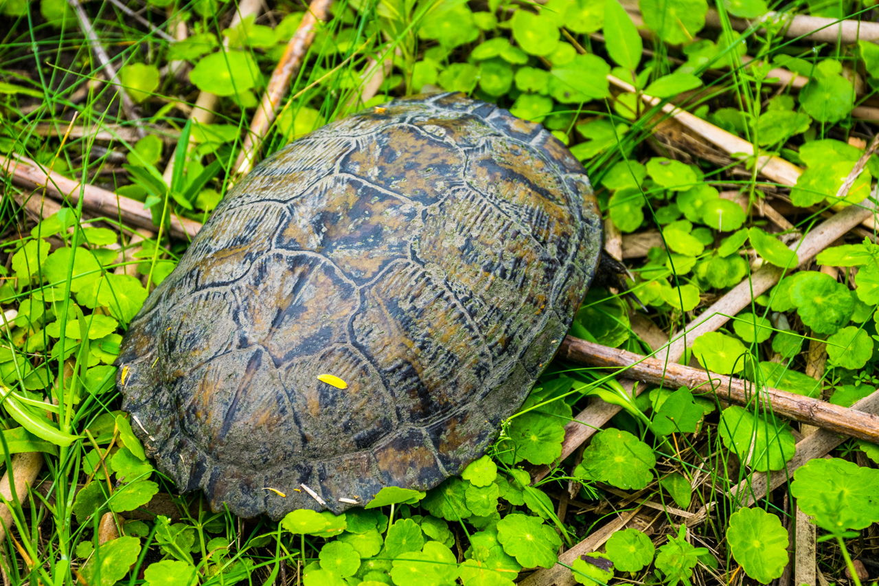 A Complete List of the Different Types of Turtles With Pictures - Animal  Sake