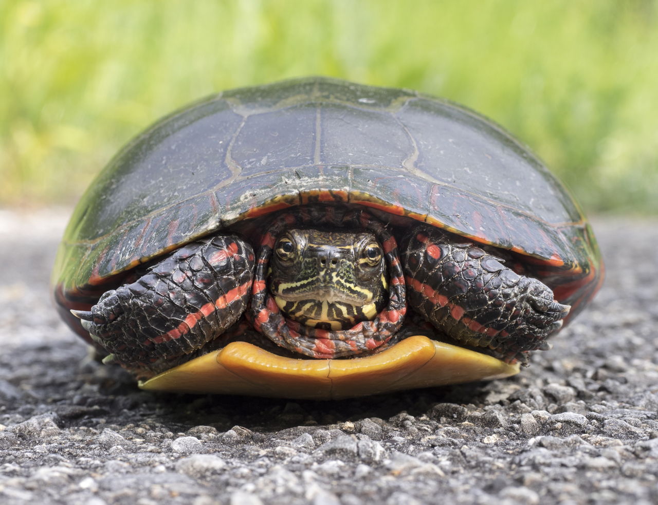 1280 537704330 painted turtle closeup