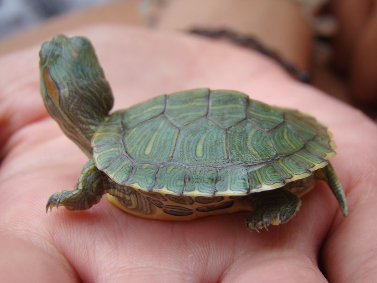turtles that stay small