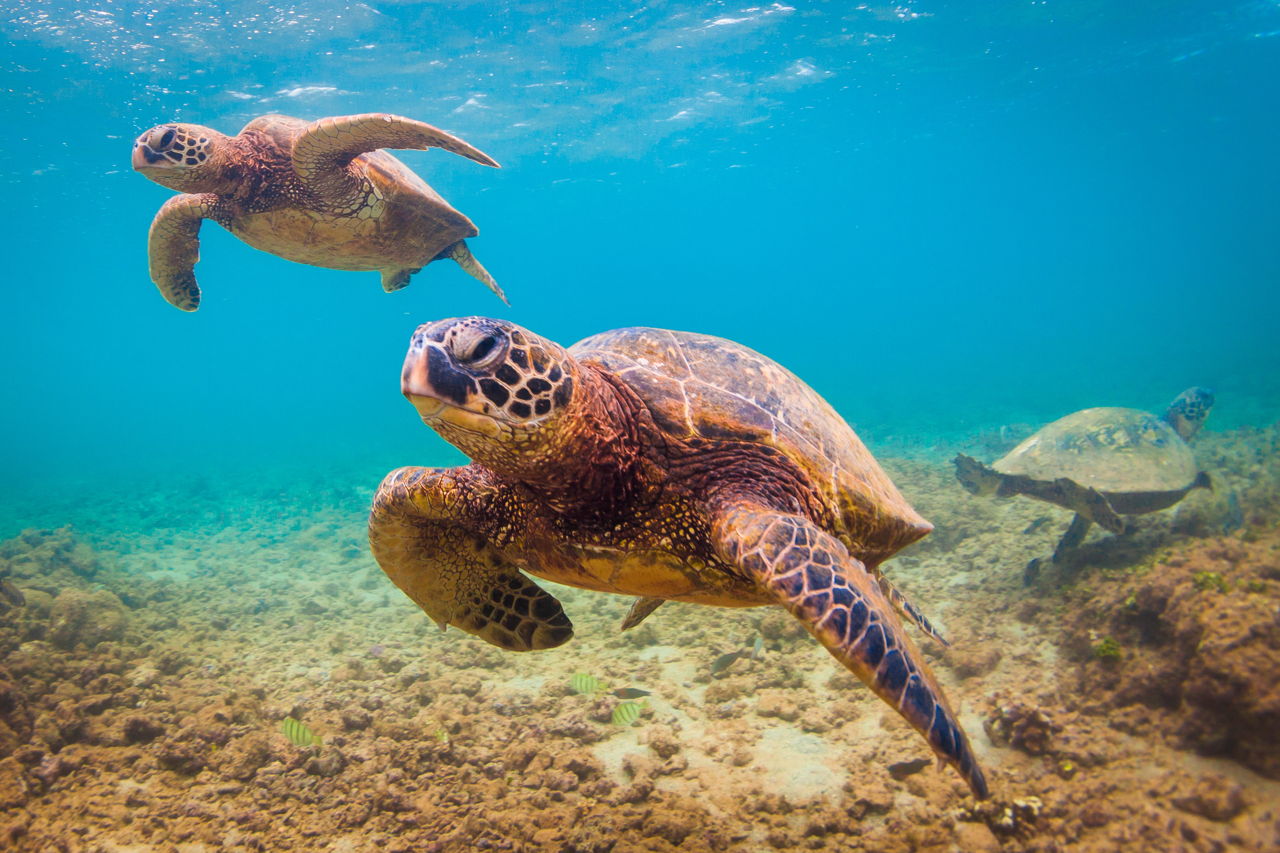 Плавающая в море черепаха 5. Гавайская черепаха. Черепаха Гавайских островов. Гавайская черепаха фото. Черепахи в Марса Аламе фото.