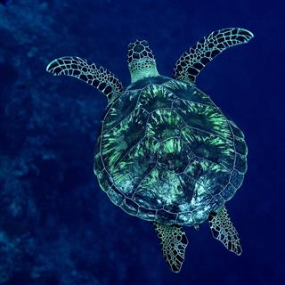 Sea Turtle Maldives