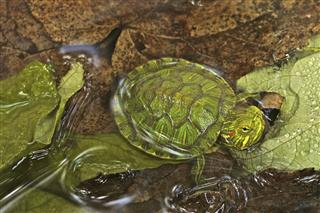 Turtle Red Eared